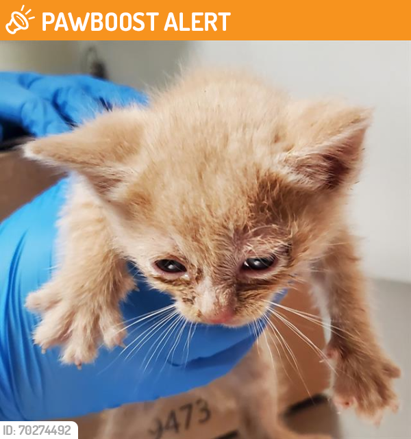 Shelter Stray Male Cat last seen LAWSON RD, BAKERSFIELD CA 93307, Bakersfield, CA 93308
