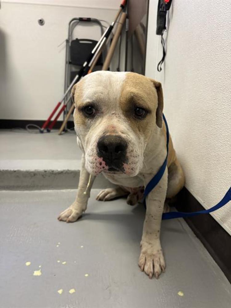 Shelter Stray Male Dog last seen BRUNDAGE/OSWELL,BAKERSFIELD,CA, Bakersfield, CA 93307