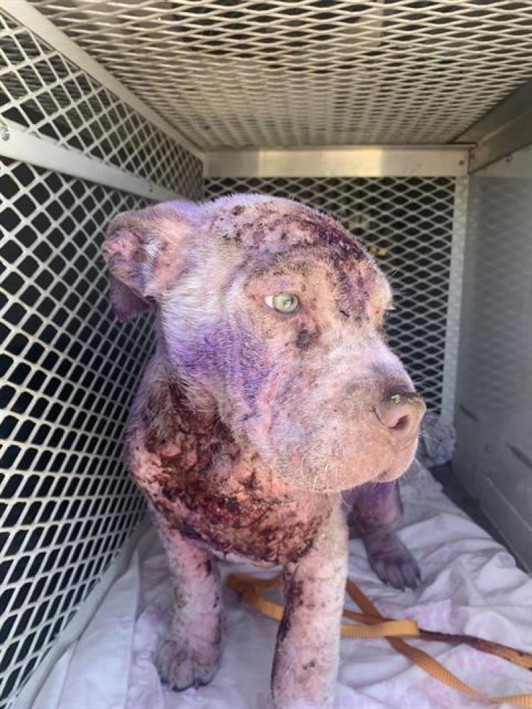 Shelter Stray Female Dog last seen Near BLOCK ZACHARY AVE, MCFARLAND CA 93250, Bakersfield, CA 93308