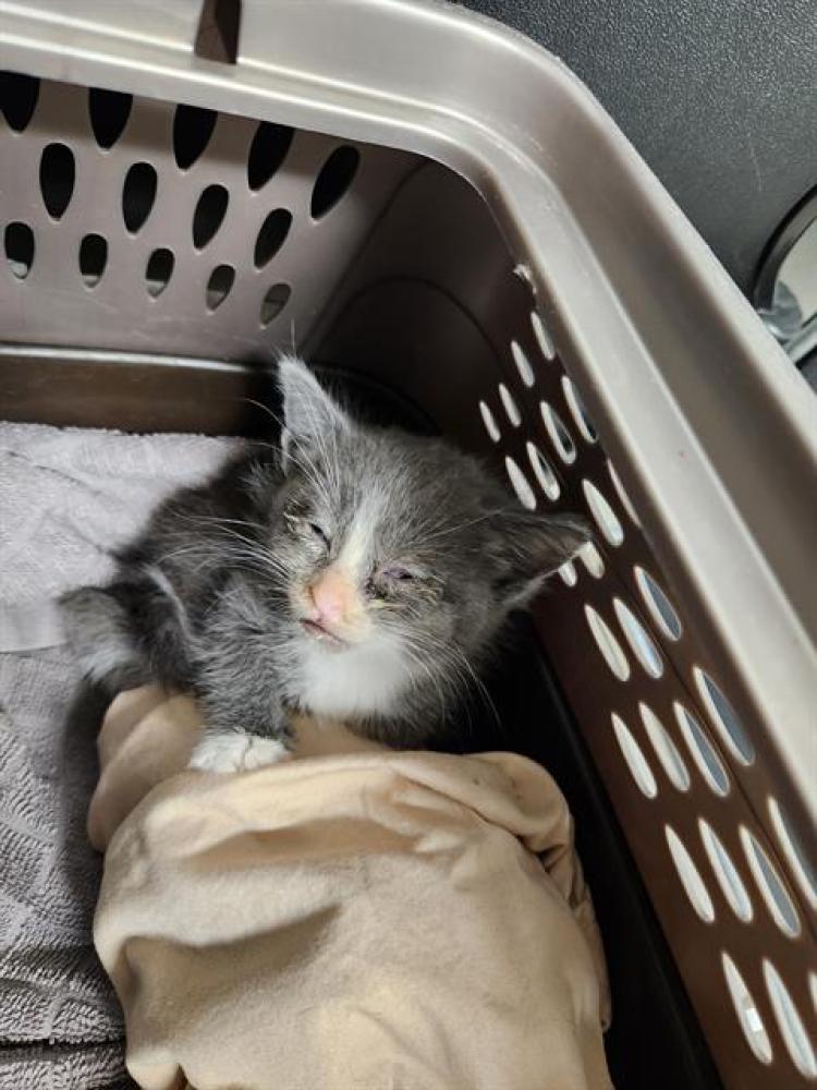 Shelter Stray Male Cat last seen Near BLOCK W CHINA GRADE LOOP, BAKERSFIELD CA 93308, Bakersfield, CA 93308