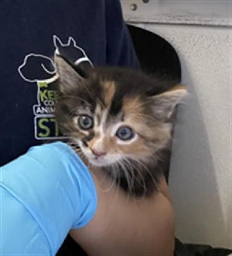 Shelter Stray Female Cat last seen Near BLOCK EASTWIND CIR, BAKERSFIELD CA 93306, Bakersfield, CA 93308