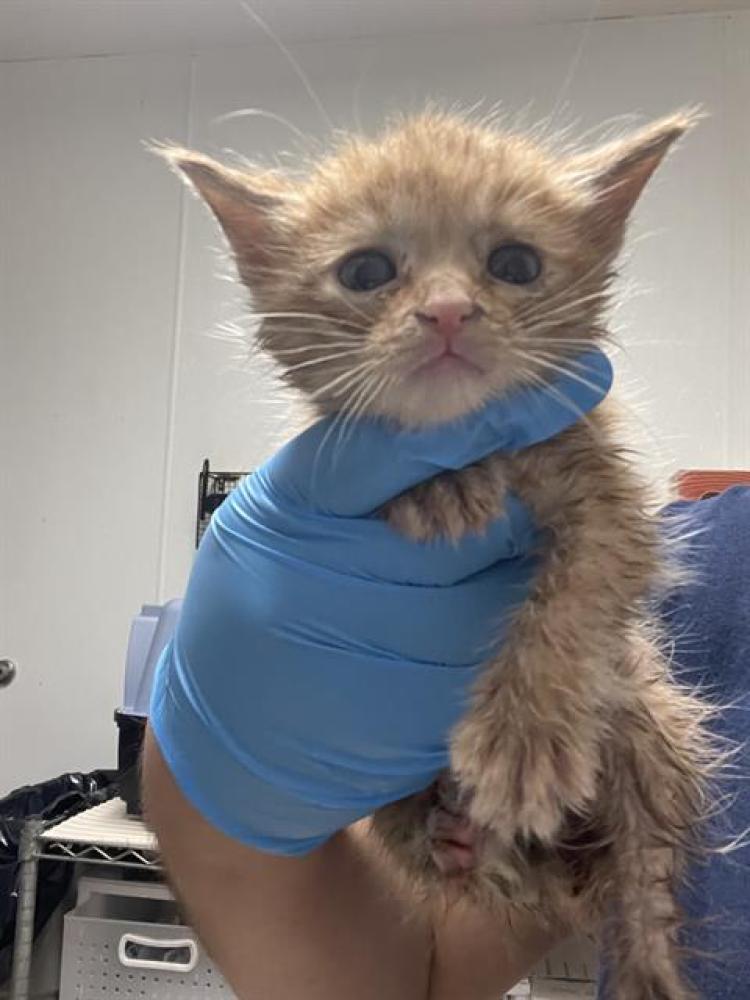 Shelter Stray Male Cat last seen Near BLOCK S PLYMOUTH ST, BAKERSFIELD CA 93308, Bakersfield, CA 93308