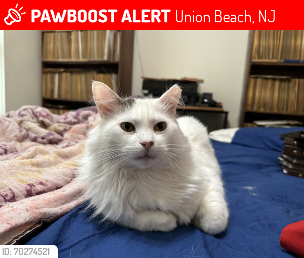 Lost Male Cat last seen 4th and Pine Street near mashlands, Union Beach, NJ 07735