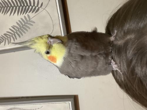 Lost Male Bird last seen Near st nw clareview road nw , kenohan neighborhood, near hermitage park, Edmonton, AB T5A 3Y8