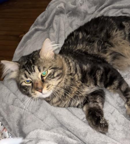 Lost Male Cat last seen Twin towers middle school, Middletown, NY 10940