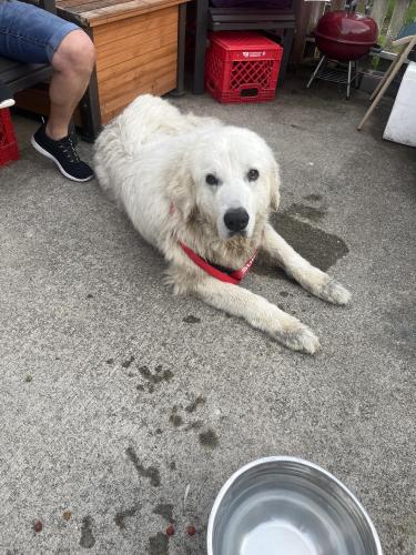 Found/Stray Female Dog last seen S high area , Columbus, OH 43207