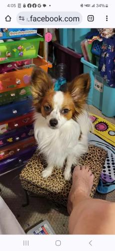 Lost Male Dog last seen Hwy 58 & Lux street, Buttonwillow, CA 93206