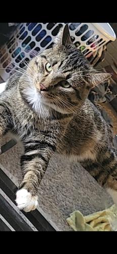 Lost Male Cat last seen Swedish hosp, Rockford, IL 61107
