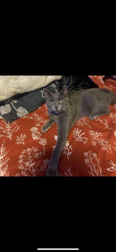 Lost Male Cat last seen E 228thSt and Marbella Ave, Cats Ave  , Carson, CA 90745