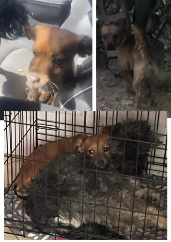 Lost Female Dog last seen Tower, Albuquerque, NM 87121