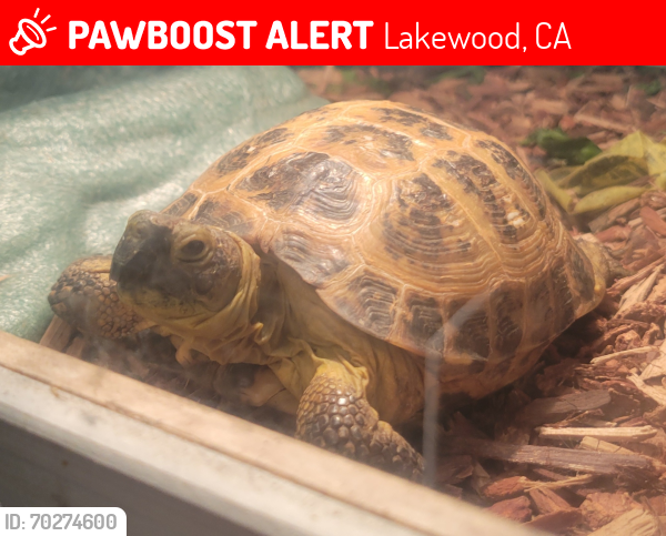 Lost Male Reptile last seen Faust Ave & Andy St , Lakewood, CA 90713