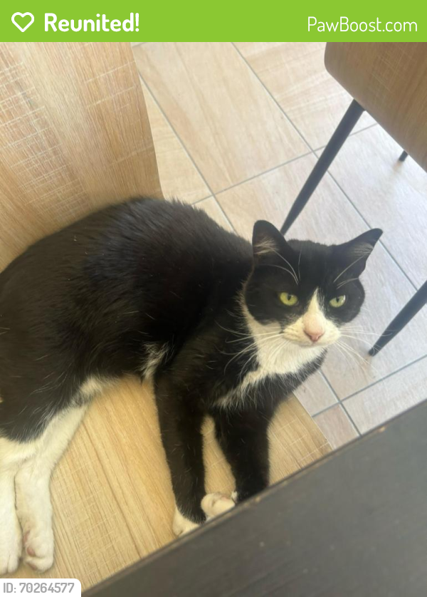 Reunited Male Cat last seen Mooringe Avenue, Plympton, SA 5038