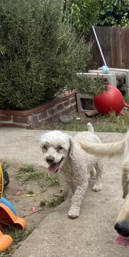 Lost Male Dog last seen Laurel and Rancho Ave, Colton, CA 92324