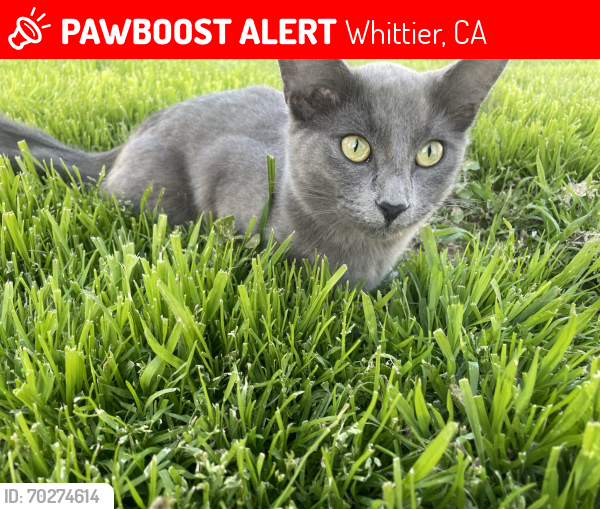 Lost Female Cat last seen Near Rockne Ave Whittier ca 90606, Whittier, CA 90606