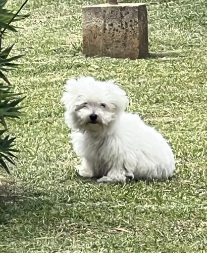 Lost Female Dog last seen 99-111 Moua Rd, next to old Library , Aiea, HI 96701