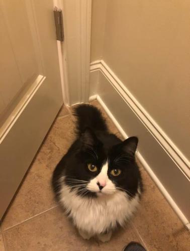 Lost Female Cat last seen Kelly Mill Rd and Post Rd, Forsyth County, GA 30040