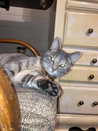 Lost Female Cat last seen Nelson hall homes, Fort Smith, AR 72904