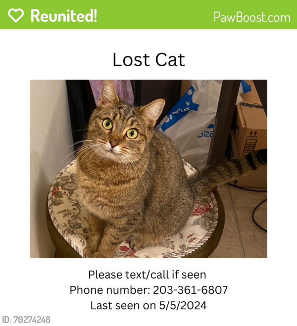 Reunited Female Cat last seen Near east greenlake way N, Seattle, WA 98103