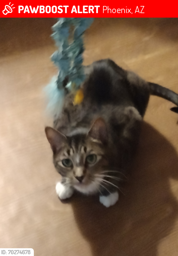 Lost Male Cat last seen 30th St and Indian School Rd , Phoenix, AZ 85016