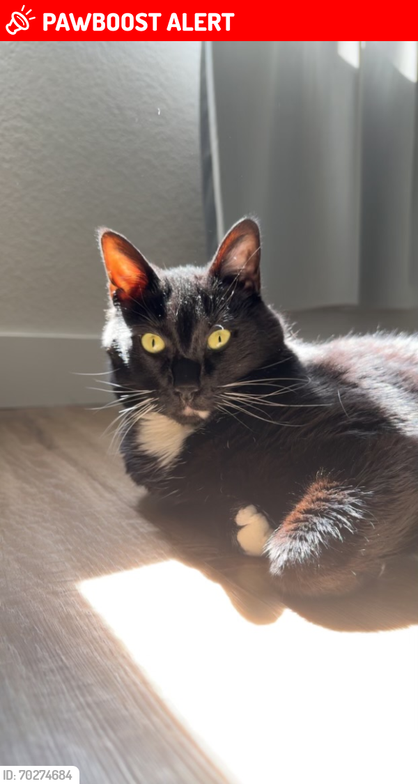 Lost Male Cat last seen Green River Dr, Highlands Ranch CO, Highlands Ranch, CO 80130