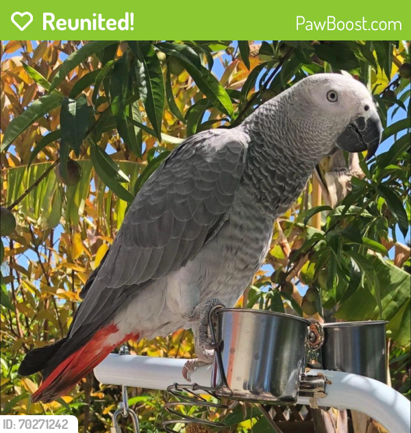 Reunited Male Bird last seen Bougainvillea Dr, San Jose, CA, USA, San Jose, CA 95136