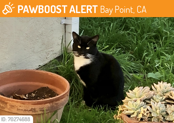 Found/Stray Male Cat last seen Port Chicago & Riverside Dr. , Bay Point, CA 94565