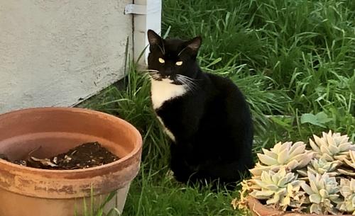 Found/Stray Male Cat last seen Port Chicago & Riverside Dr. , Bay Point, CA 94565