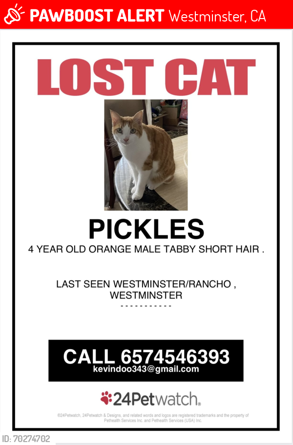 Lost Male Cat last seen Rancho Rd, Westminster, CA 92683