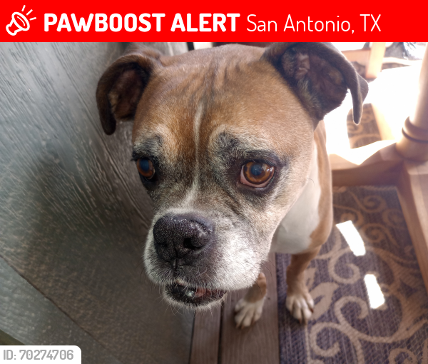 Lost Male Dog last seen Fabulous and Mt Borracho , San Antonio, TX 78216