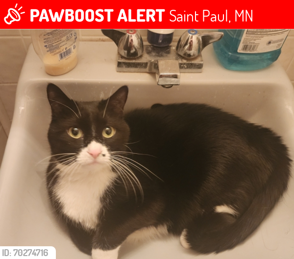 Lost Female Cat last seen Weaver Elementary, Robinhood Park, Saint Paul, MN 55109
