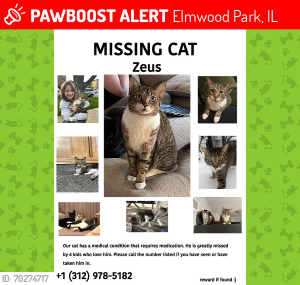 Lost Male Cat last seen 74th Ave and Schubert, Elmwood Park, IL 60707