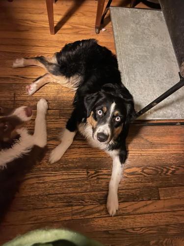 Lost Male Dog last seen Orchard lake rd and old Telegraph , Pontiac, MI 48341