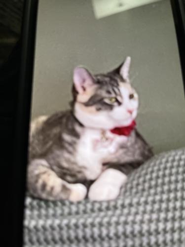 Lost Female Cat last seen Hoyne and Roscoe , Chicago, IL 60618