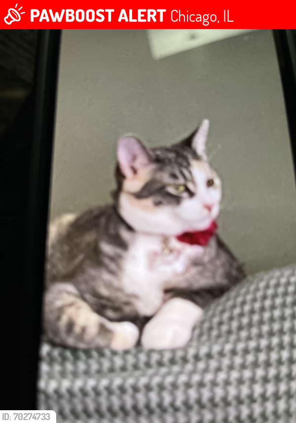 Lost Female Cat last seen Hoyne and Roscoe , Chicago, IL 60618