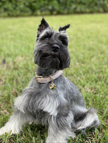 Lost Female Dog last seen Sw 74th Ct and Miller Drive , Miami, FL 33143