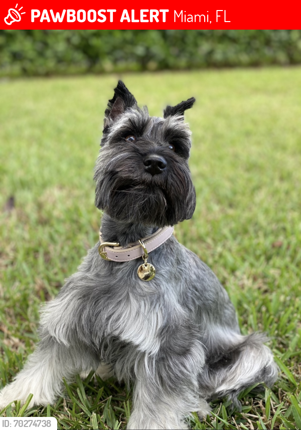 Lost Female Dog last seen Sw 74th Ct and Miller Drive , Miami, FL 33143