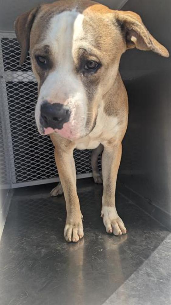 Shelter Stray Male Dog last seen Near LOUISE WAY, LEBEC CA 93243, Bakersfield, CA 93308