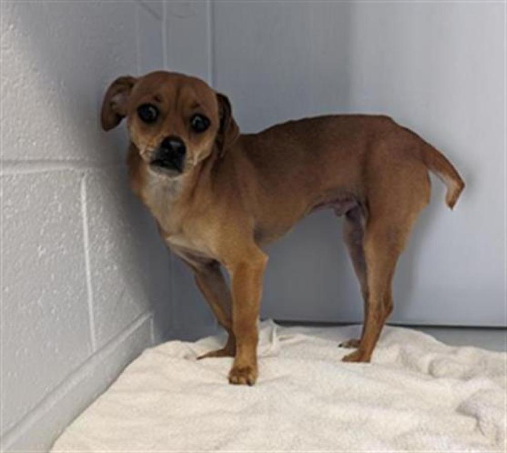 Shelter Stray Male Dog last seen Near J ST, Sacramento, CA 95818