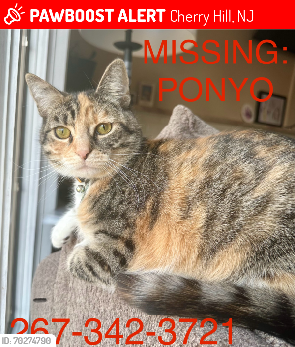 Lost Female Cat last seen Near Garfield Ave, Cherry Hill, NJ, 08002, Cherry Hill, NJ 08002