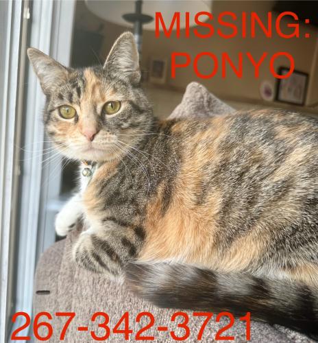 Lost Female Cat last seen Near Garfield Ave, Cherry Hill, NJ, 08002, Cherry Hill, NJ 08002