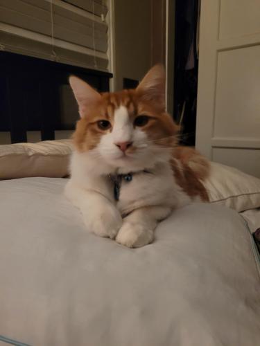 Lost Male Cat last seen Hawley blvd and north mountain view dr, San Diego, CA 92116