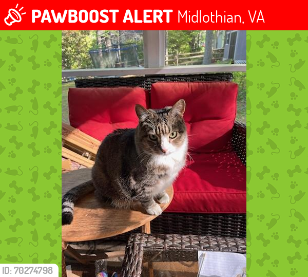 Lost Male Cat last seen Walton Park road , Midlothian, VA 23114