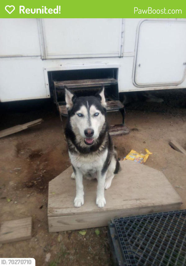 Reunited Female Dog last seen Near W Fountain Way, Fresno, CA 93705, USA, Fresno, CA 93705