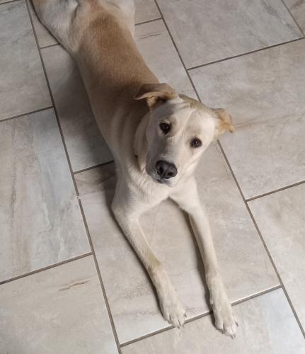 Lost Female Dog last seen Wilson Rd. At Hwy 105 by the Taco bell by Conroe High School, Conroe, TX 77304