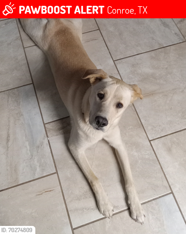 Lost Female Dog last seen Wilson Rd. At Hwy 105 by the Taco bell by Conroe High School, Conroe, TX 77304