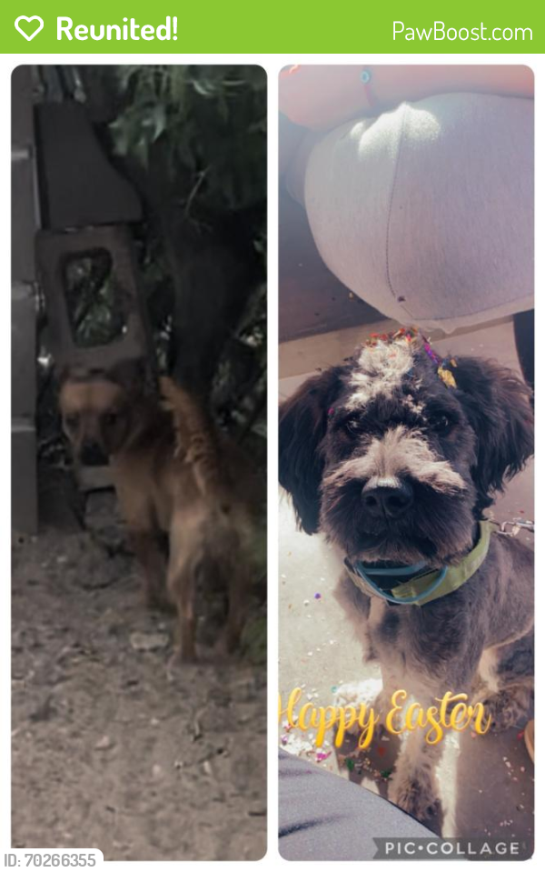 Reunited Male Dog last seen 94th street and tower, Albuquerque, NM 87121