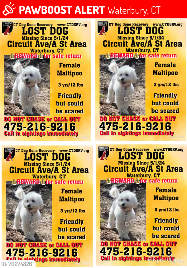 Lost Female Dog last seen Valentine street , Waterbury, CT 06708