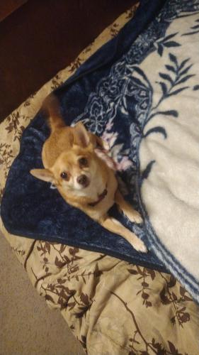 Lost Female Dog last seen Claxter &25th Ave NE next to DHS down road from The Parralell Business & close to Portland Rd, Salem, OR 97301