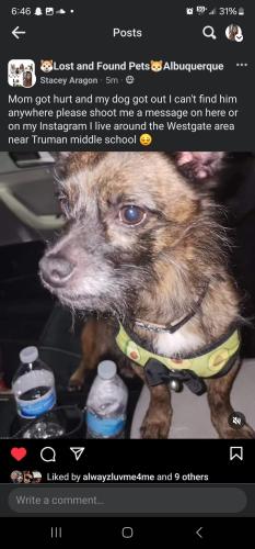 Lost Male Dog last seen Near Silverado ave sw, Albuquerque, NM 87121