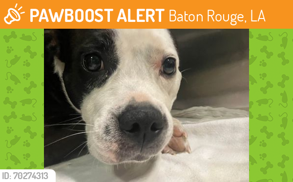 Shelter Stray Female Dog last seen Near N 24TH STREET, 70805, LA, Baton Rouge, LA 70820